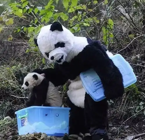 又见老虎外逃青岛老虎外逃已抓回,为啥人工养殖的老虎更危险