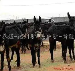 肉驴养殖场,安徽肉驴供应商安徽肉驴养殖场肉驴养殖德州驴关中驴新疆驴佳米驴毛驴驴驹