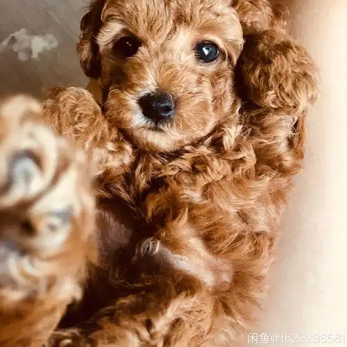 自家泰迪妈妈生的小狗子,求有偿领养,坐标上海浦东
