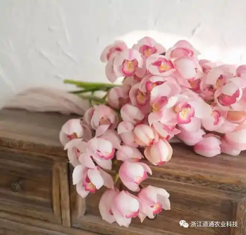 蕙兰难逃花后即亡的命运做好6点来年复花