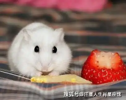 你家有属鼠的吗快来看看
