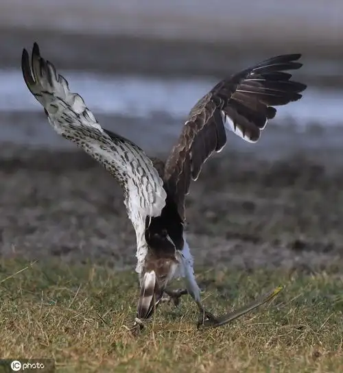 大自然的法则老鹰捕蛇全过程