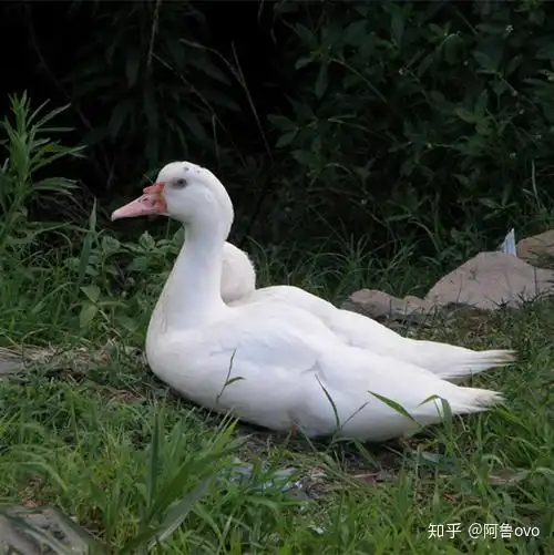 把鸭当宠物养是一种怎样的体验