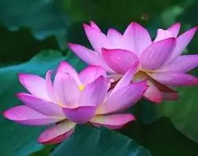 深圳哪里可以赏荷花深圳这些地方的荷花美丽盛开