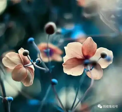 圈楼心语雪山玫瑰信你的人,别骗爱你的人,别伤一组