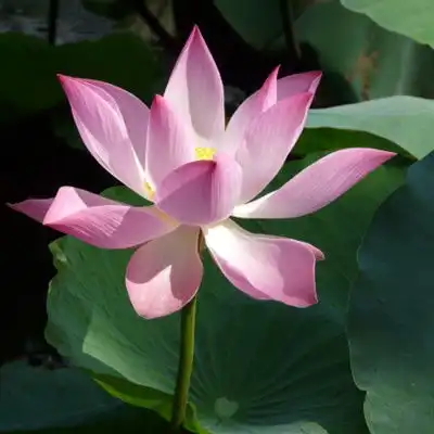 测试一个超长简介的文章
