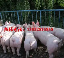 黄页88高清图片