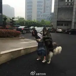 迷路阿拉斯加犬当街撩妹姿势太污了