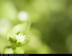 白色小花高清摄影图图片免费下载编号3828268红动网