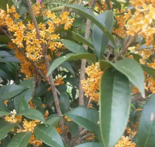 4种颜值高的漂亮花,招财集福气,养在家里寓意好