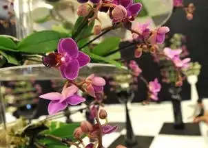 2平米小阳台可以这样装变身书房厨房茶吧