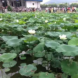 2019洪湖公园门票,深圳洪湖公园游玩攻略,洪湖公园游览攻略路线地址门票价格