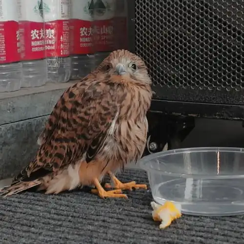 乌鲁木齐经开区香山街社区助国家二级保护动物重返自然