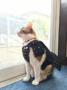 给猫猫和狗狗做了铠甲是什么样子呢