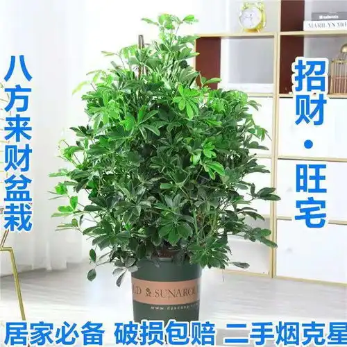 四季发财树盆栽七叶莲吸甲醛鸭脚木客厅办公室开业招财绿植好养活