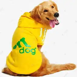 金毛导盲犬素材图片免费下载高清png千库网图片编号8361232