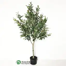 植物盆栽报价厂家