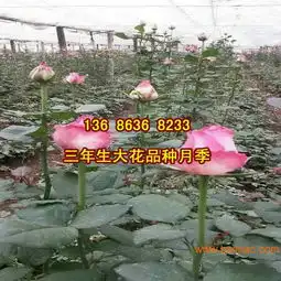 大花月季批发大花月季价格山东大花月季种植基地,大花月季批发大花月季价格山东大花月季种植基地生产厂家,大花月季批发大花月季价格山东大花月季种植基地价格