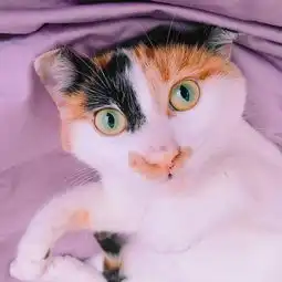 中国的土猫土狗,到底惹了谁