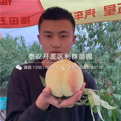 非洲黑妹桃苗价格非洲黑妹桃苗多少钱一棵