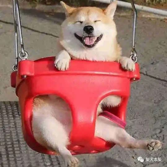 柴犬这么火,不养一只,后悔训练