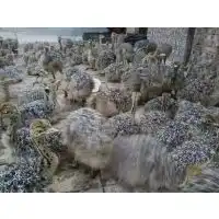 哪里有低价出售鸵鸟苗的图片大全山东农收牛羊驴养殖场