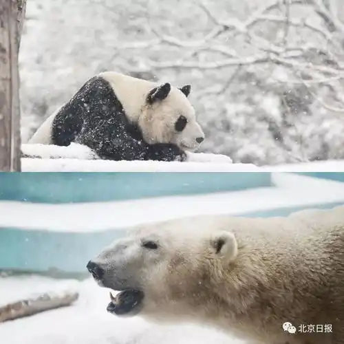 北京下雪就许你们人类嗨我们也很激动的好不好