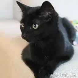夫妻捡回被遗弃灰色小猫,长大后颜色开始变成黑色成最霸气猫皇
