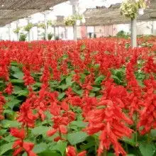 青州市志合花卉苗木园艺场