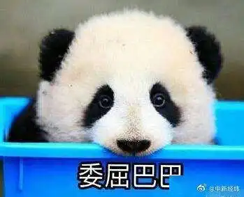 疫情影响吃不到新鲜竹子旅加大熊猫将提前回中国