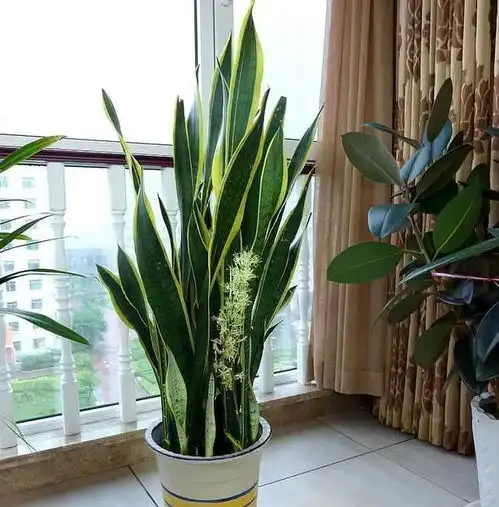 秋冬时节,养这9种漂亮花,控水干养更利于生长和开花