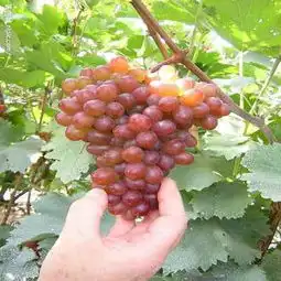 宜昌品种葡萄苗丰产果型