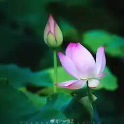 美爆无锡荷花都盛开啦,最美最全赏荷地图请收好