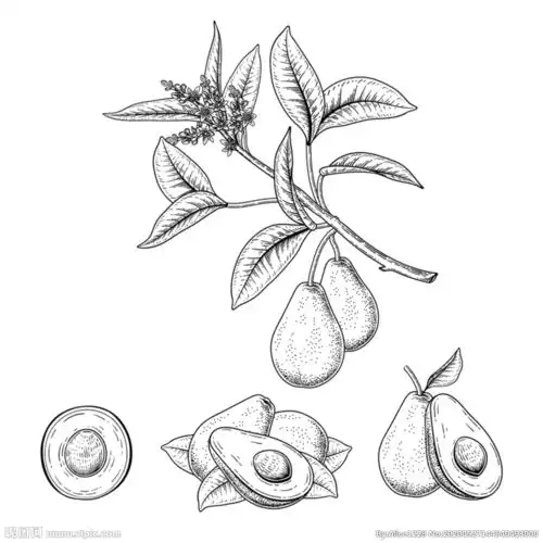 牛油果素描手绘插画图片