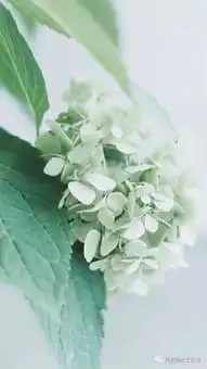 花艺爱好者的10类壁纸推荐,送给爱花的你