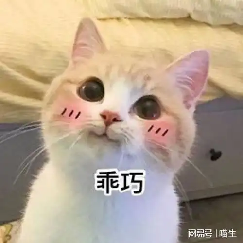 猫咪绝育是好是坏铲屎官不容错过的一次分享