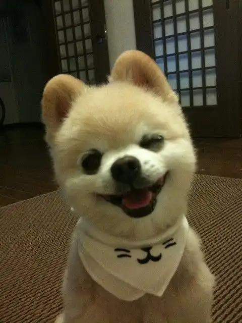 请问这是什么狗狗啊