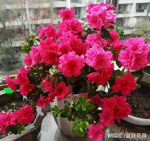杜鹃花真的难养吗其实做好这6点,养杜鹃很简单,年年花开满盆