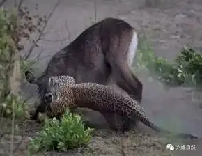 六维自然黑斑羚被花豹致命锁喉,难逃花豹的锁喉必杀