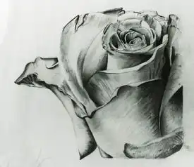 怎样画素描玫瑰花
