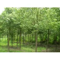 榉树苗木,大地春花草苗木,苏州榉树