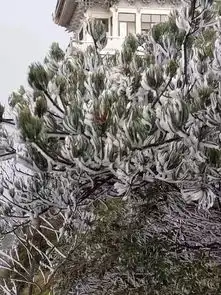 广州周边都下雪了气温断崖式跌破0,一夜之间白茫茫一片