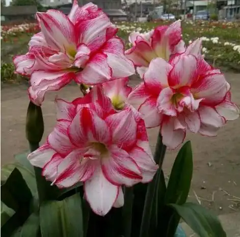 4种花养家里,多姿多彩,花期超长,一养就上瘾太美了