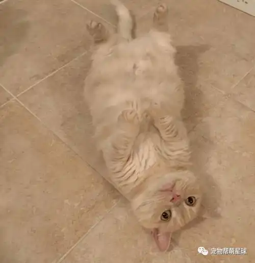 爸靠近吸猫,喵皇完美防御还使出一招如来喵掌直接吓傻网友看着都痛