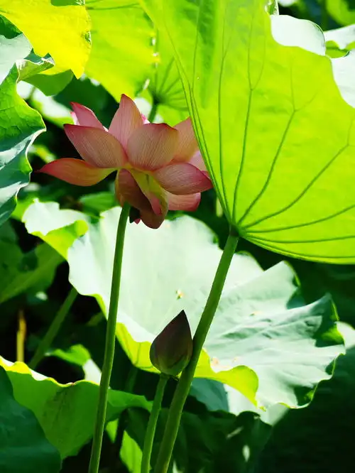 农大荷花盛夏盛开