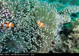 海底的水生物图片705241水中动物