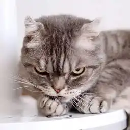 看起来随时在生气的日本霸气总裁猫,不爽的样子也是很萌啊