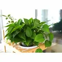 银川花卉租赁宁夏花卉租赁宁夏花卉租摆首选银川大自然花卉园艺