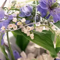 微信头像花朵,室内花卉植物图片大全
