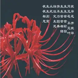 我的彼岸花